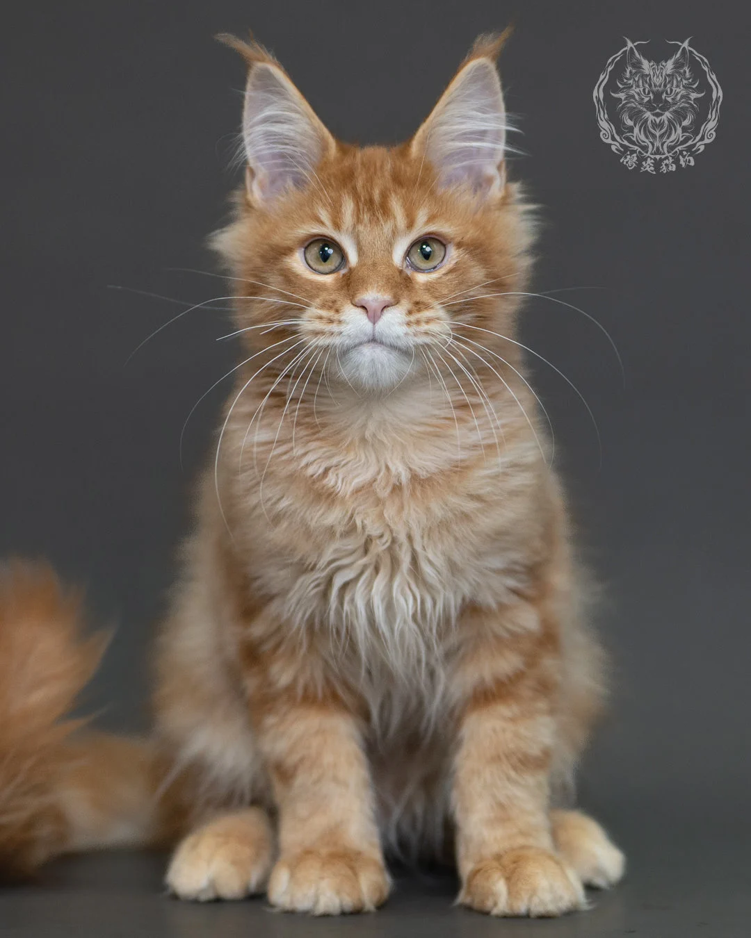 紅虎斑緬因貓 Red Tabby Maine Coon 4halfmonths Cattery Taichung 10