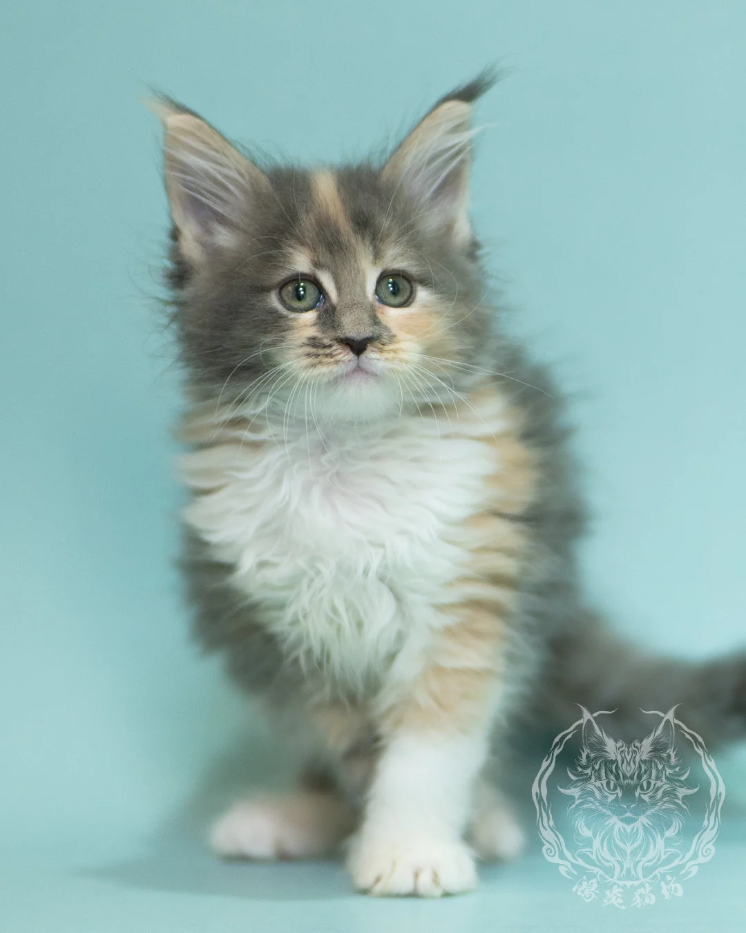藍乳玳帽緬因貓 Blue Cream Tortie Maine Coon 2months Sidepose 3