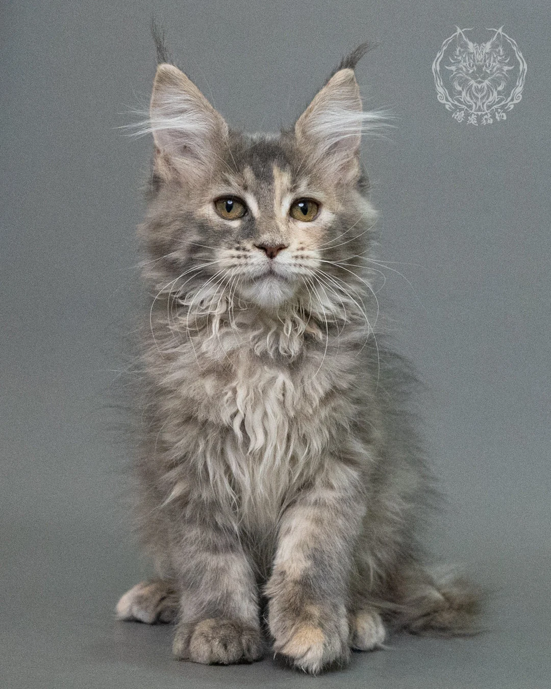 藍乳虎斑緬因貓 Blue Cream Tabby Maine Coon 3months Closeup 11