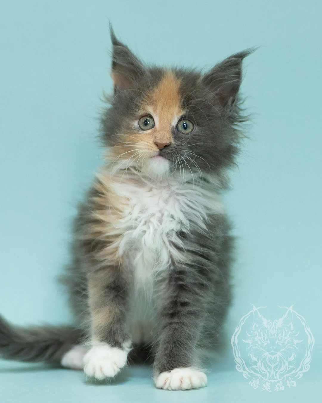 藍乳玳帽緬因貓 Blue Cream Tortie Maine Coon 2months Sidepose 5