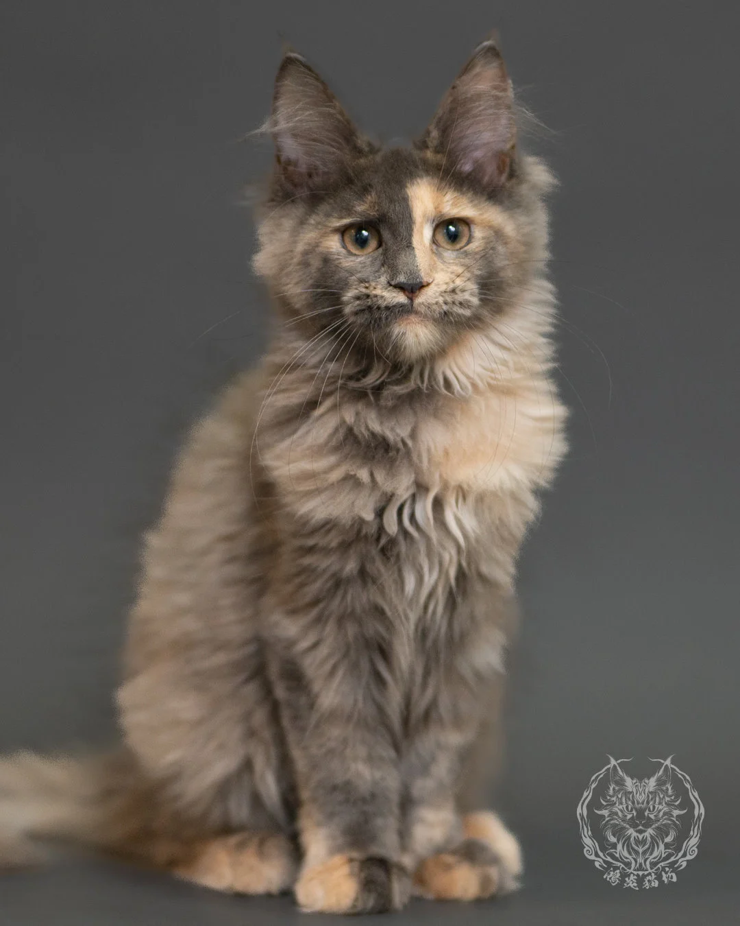 藍乳玳帽緬因貓 Blue Cream Tortie Maine Coon 3months Record 12