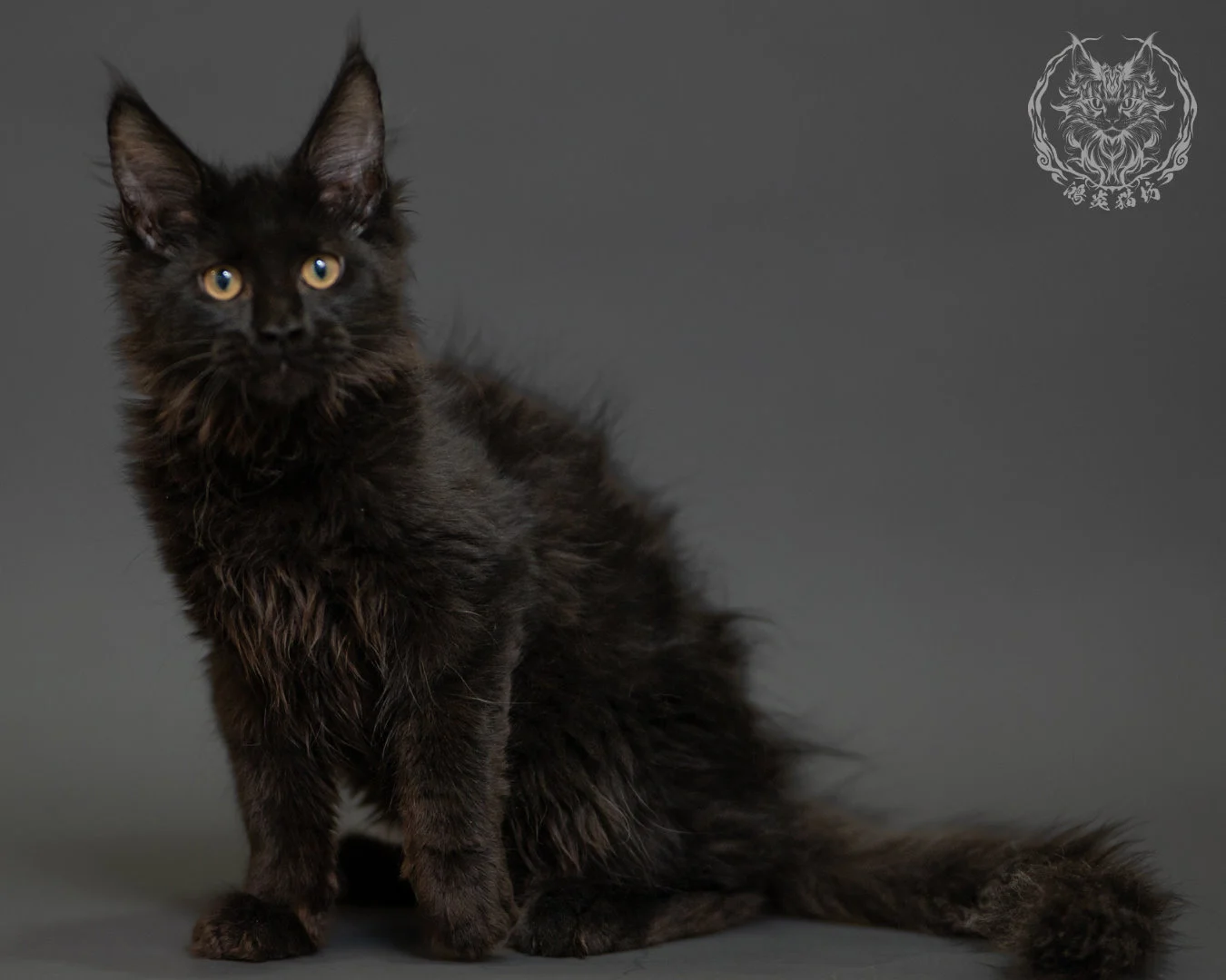 黑色緬因貓 Black Maine Coon 3months Record 2