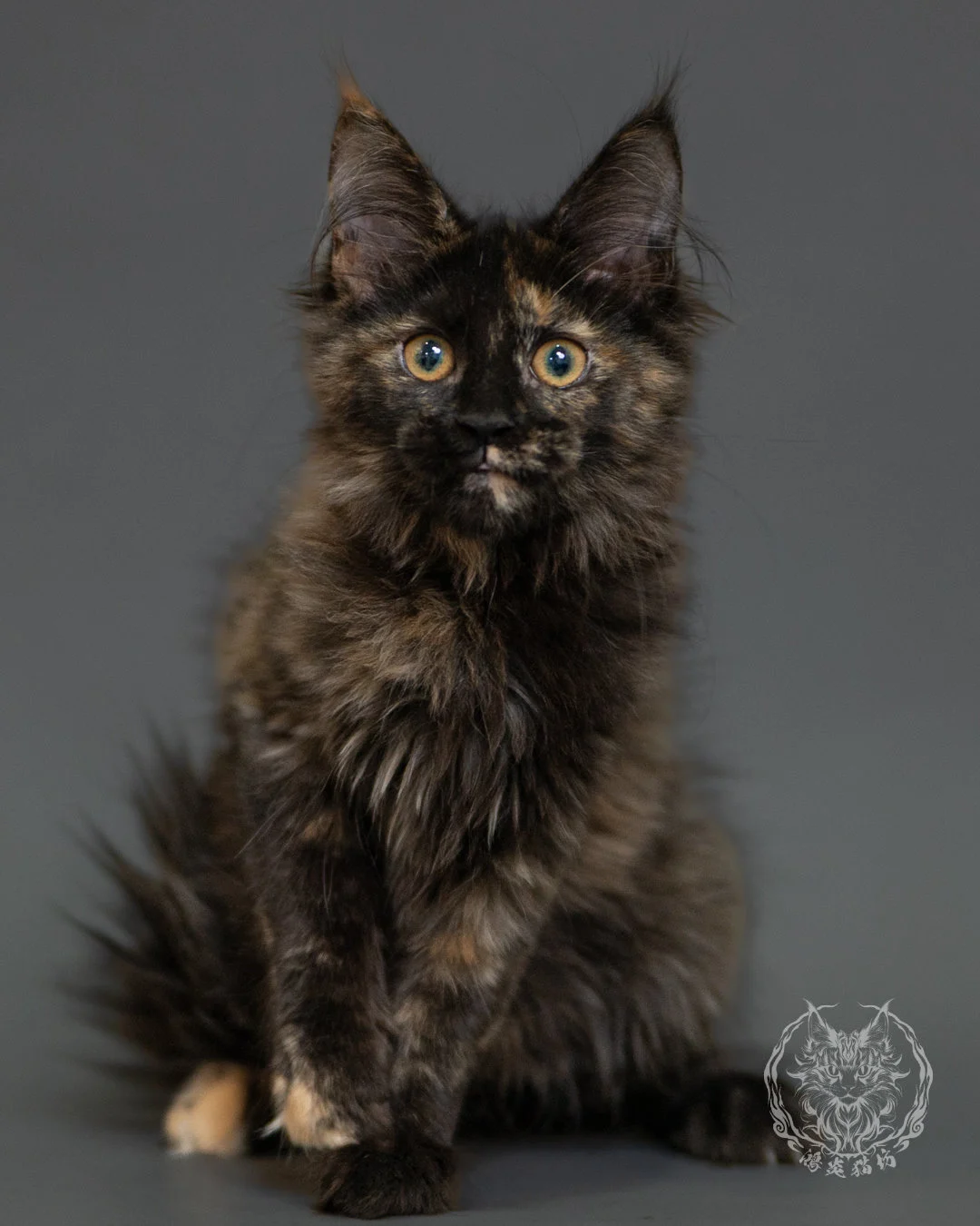 黑玳帽緬因貓 Tortoiseshell Maine Coon 3months Front 11