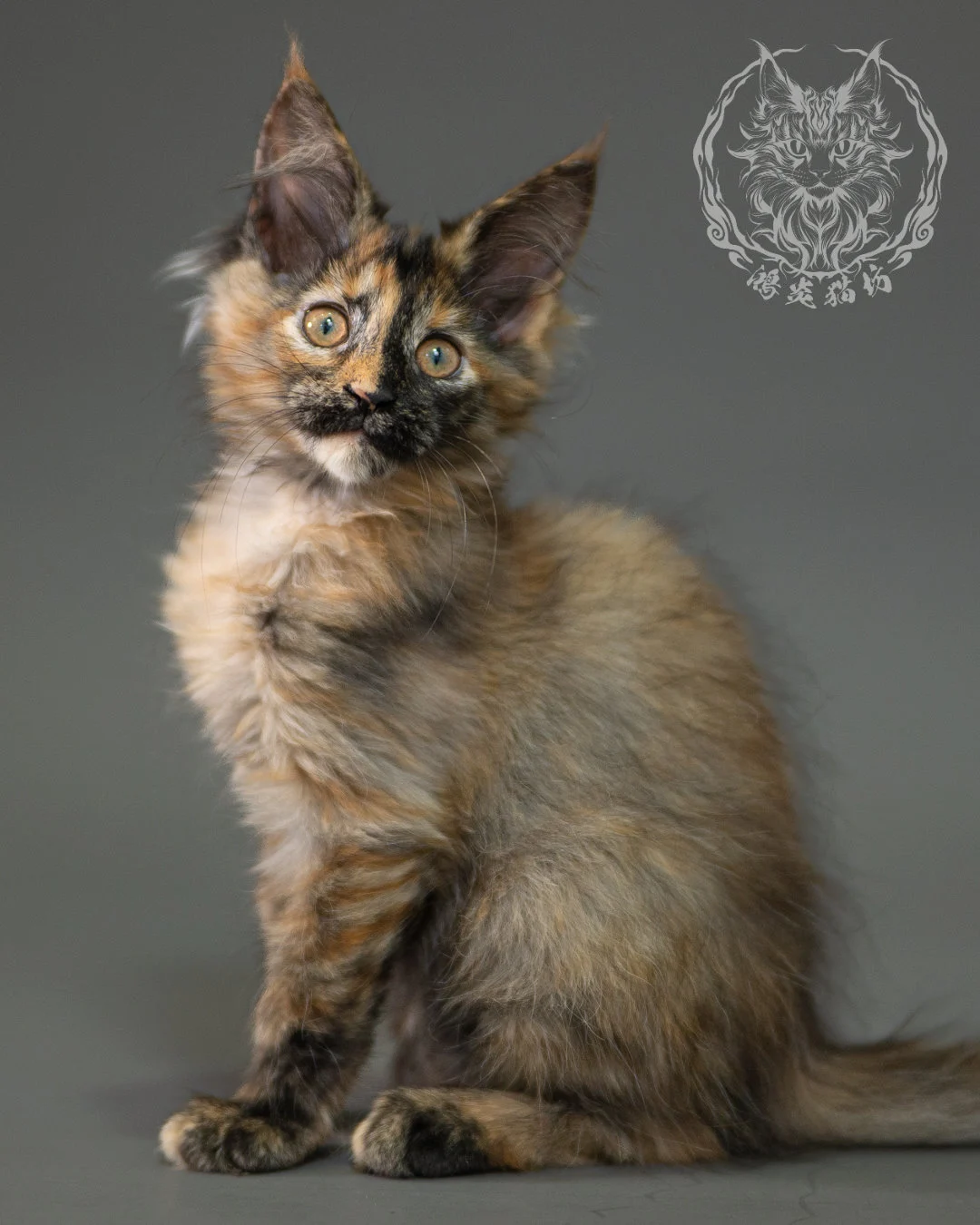 黑煙玳帽緬因貓 Black Smoke Tortie Maine Coon 2months Closeup 20