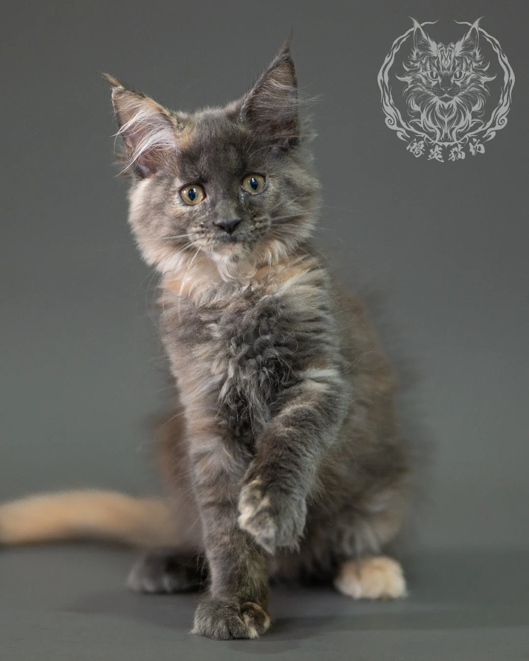 藍乳玳帽緬因貓 Blue Cream Calico Maine Coon 2months Closeup 4