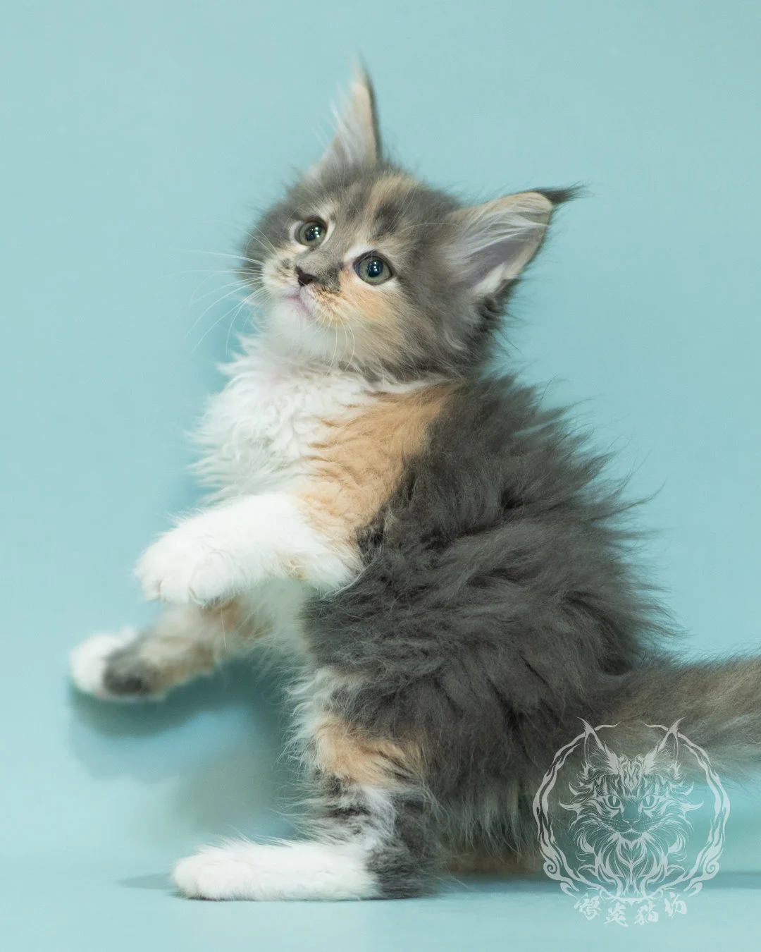 藍乳玳帽緬因貓 Blue Cream Tortie Maine Coon 2months Sidepose 1