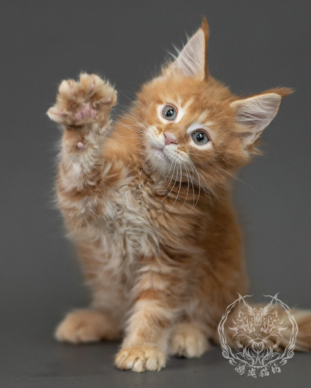 紅虎斑緬因貓 Red Tabby Maine Coon 2months Closeup 1