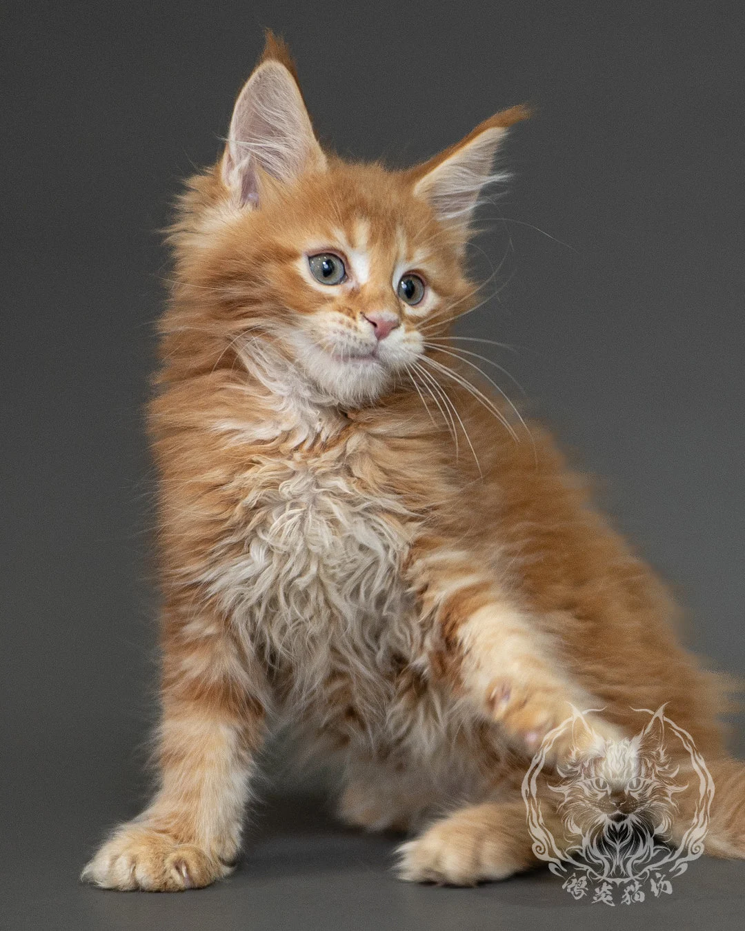 紅虎斑緬因貓 Red Tabby Maine Coon 2months Closeup 16