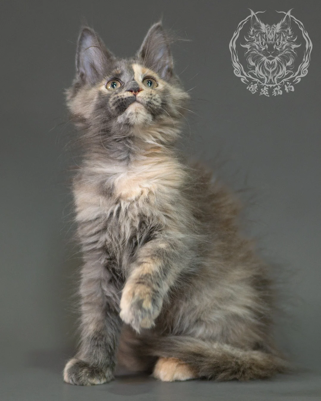 藍乳玳帽緬因貓 Blue Cream Calico Maine Coon 2months Closeup 4
