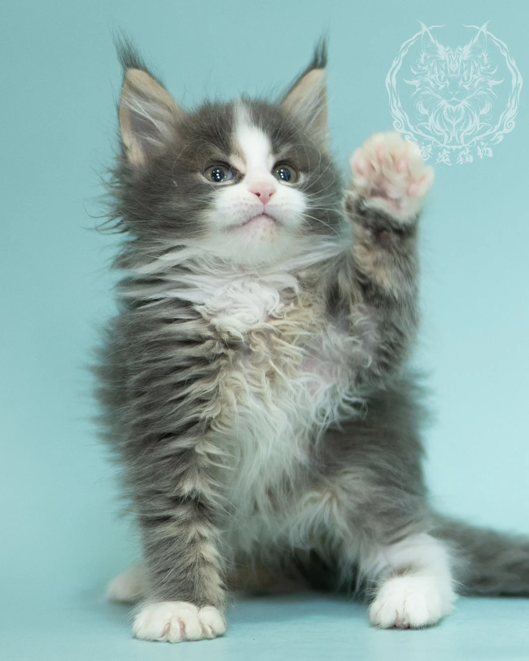 藍白賓士緬因貓 Blue Tabby Bicolor Maine Coon 2months Closeup 17