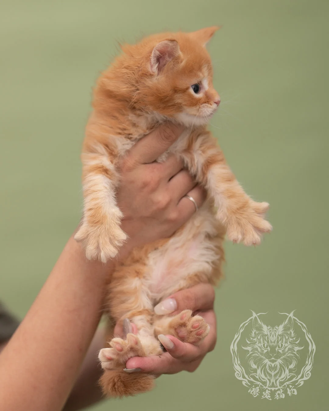 紅虎斑緬因貓 Red Tabby Maine Coon 4weeks Closeup 1