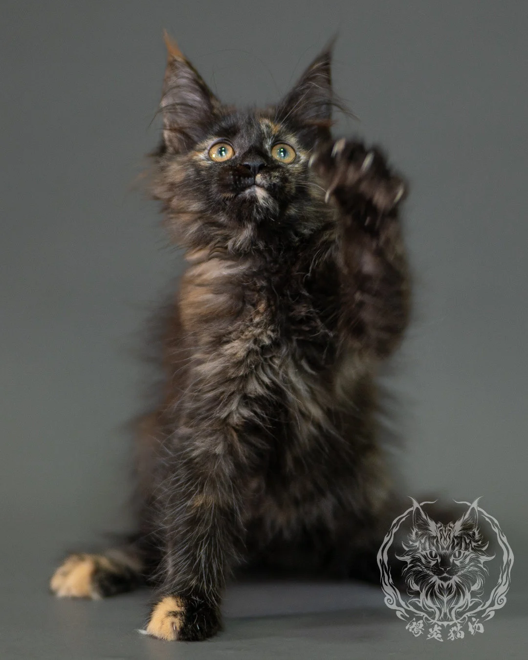 黑玳帽緬因貓 Black Tortoiseshell Maine Coon 2months Closeup 7