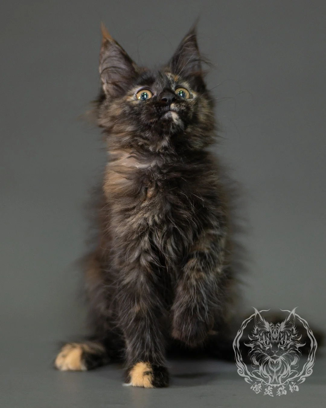黑玳帽緬因貓 Black Tortoiseshell Maine Coon 2months Closeup 9