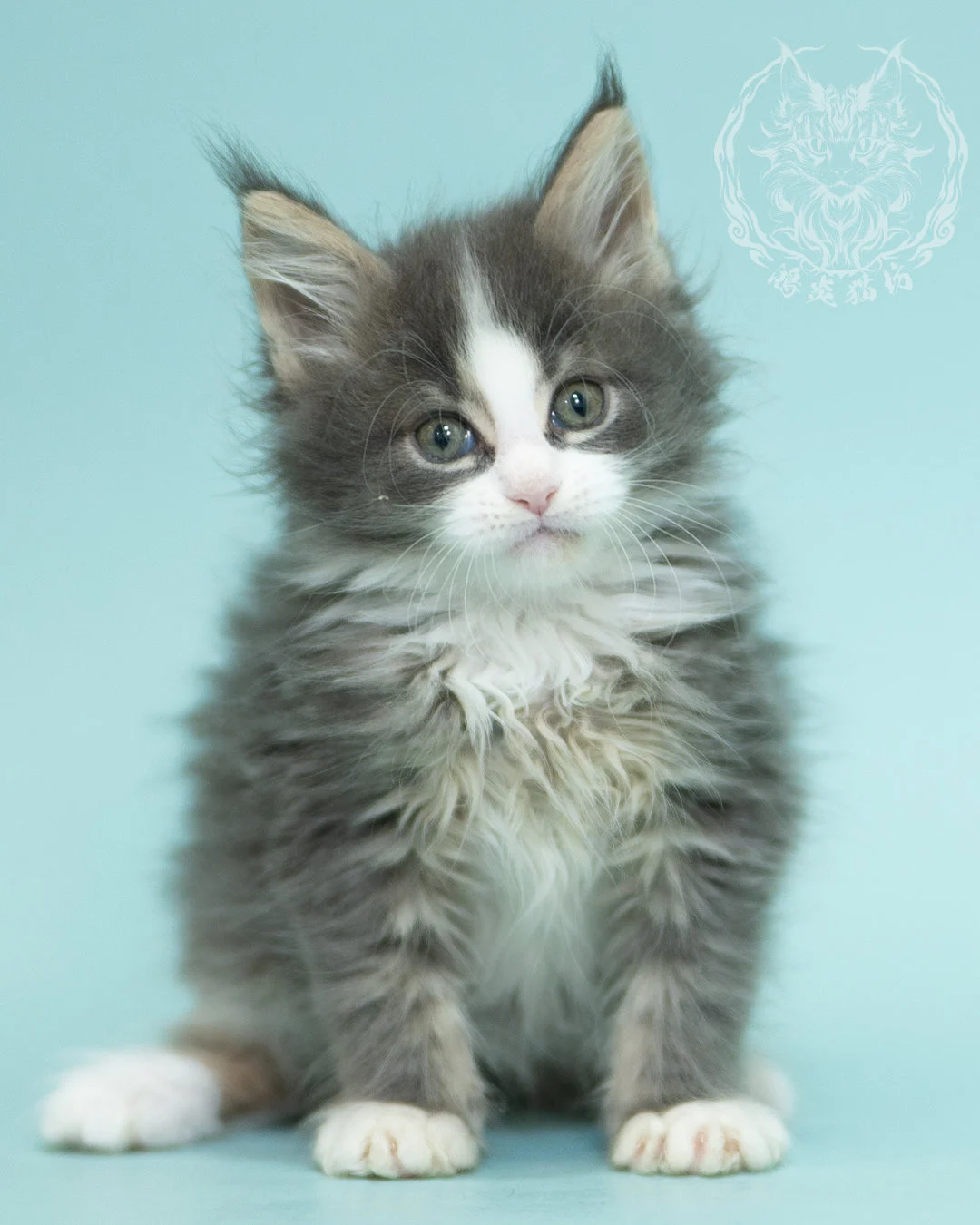 藍白賓士緬因貓 Blue Tabby Bicolor Maine Coon 2months Closeup 20