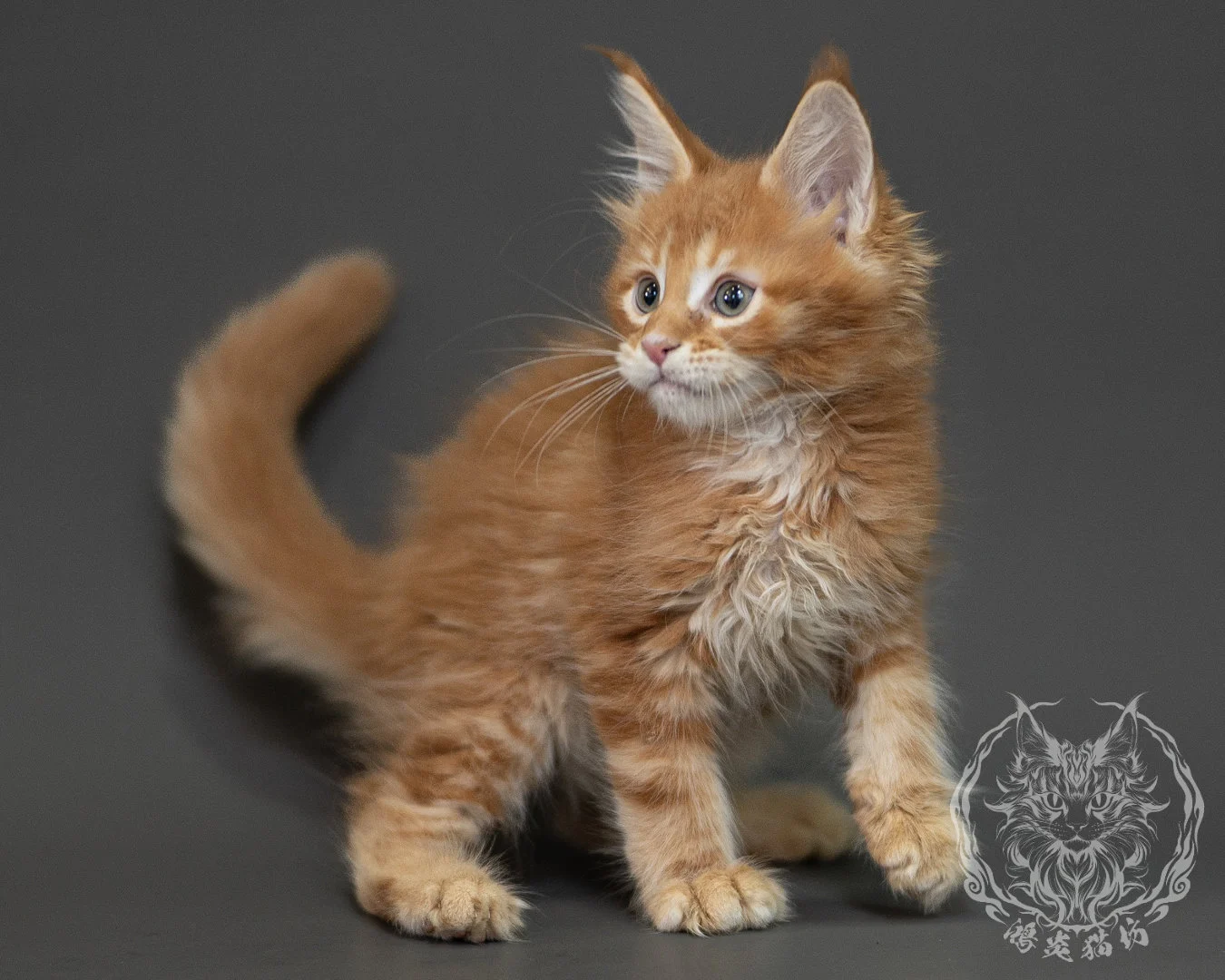 紅虎斑緬因貓 Red Tabby Maine Coon 2months Closeup 21
