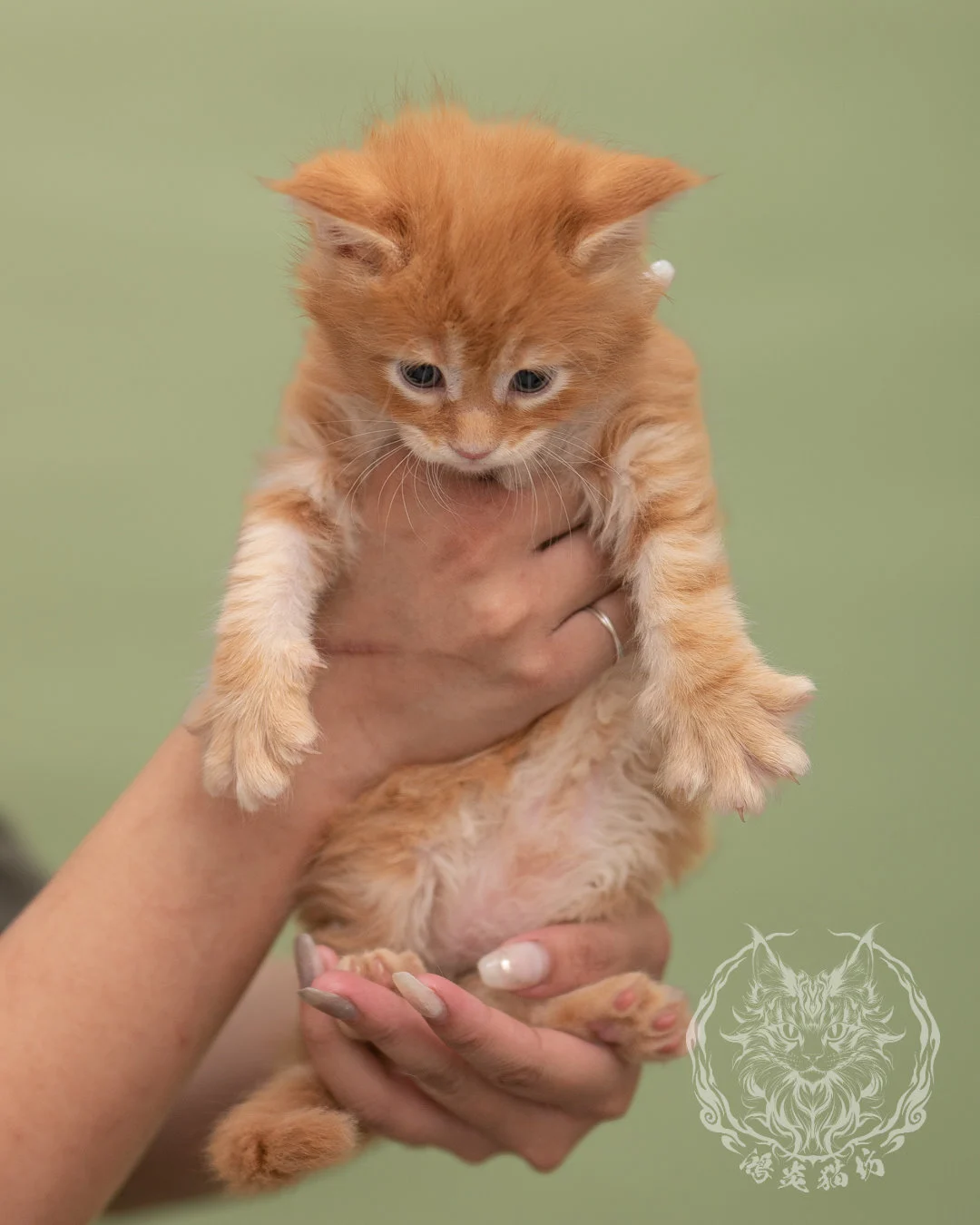 紅虎斑緬因貓 Red Tabby Maine Coon 4weeks Closeup 2