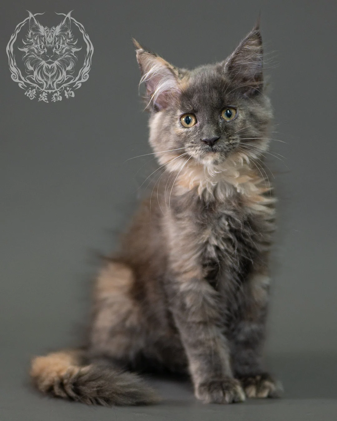 藍乳玳帽緬因貓 Blue Cream Calico Maine Coon 2months Closeup 1