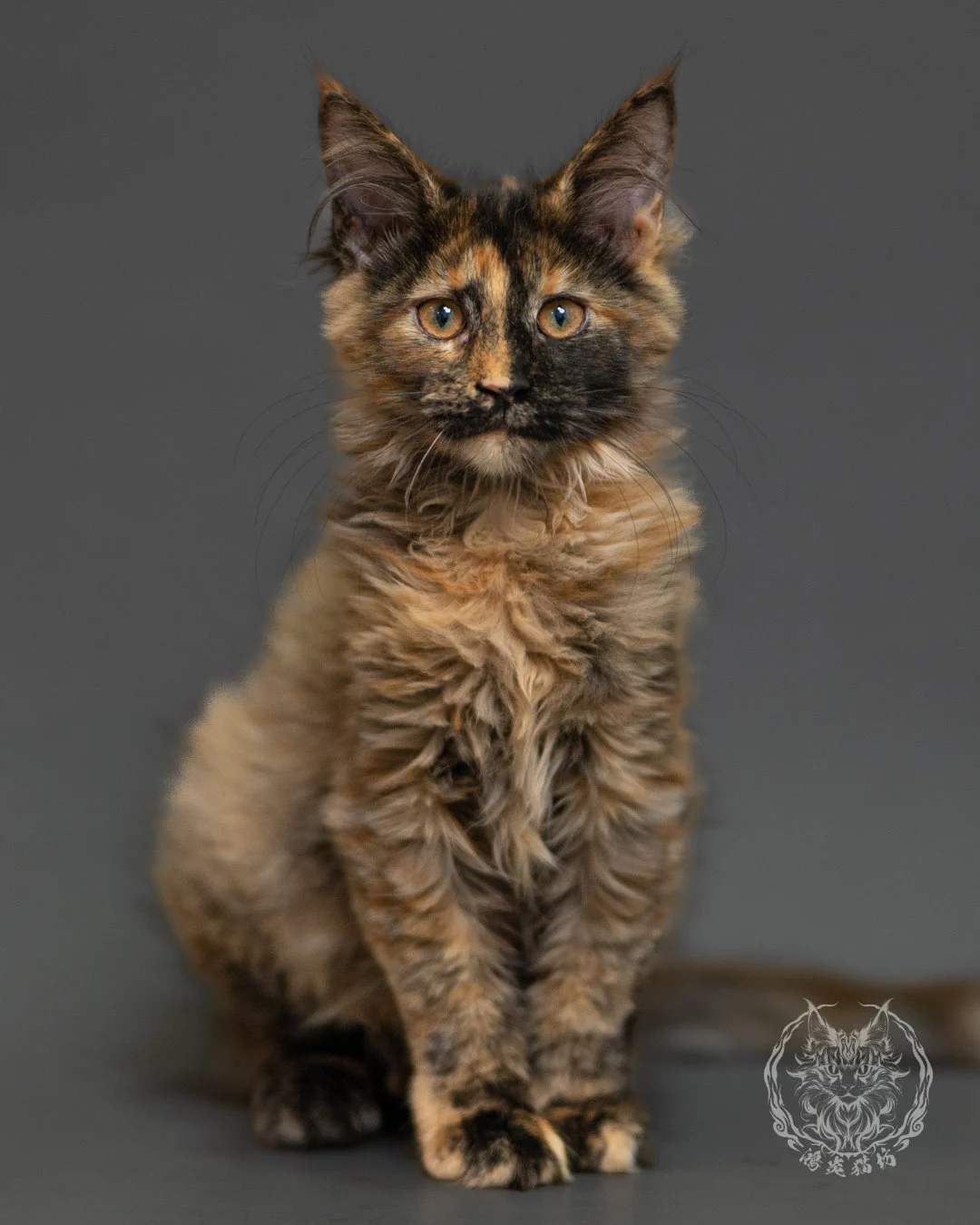 黑煙玳帽緬因貓 Black Smoke Cream Tortie Maine Coon 3months Record 1