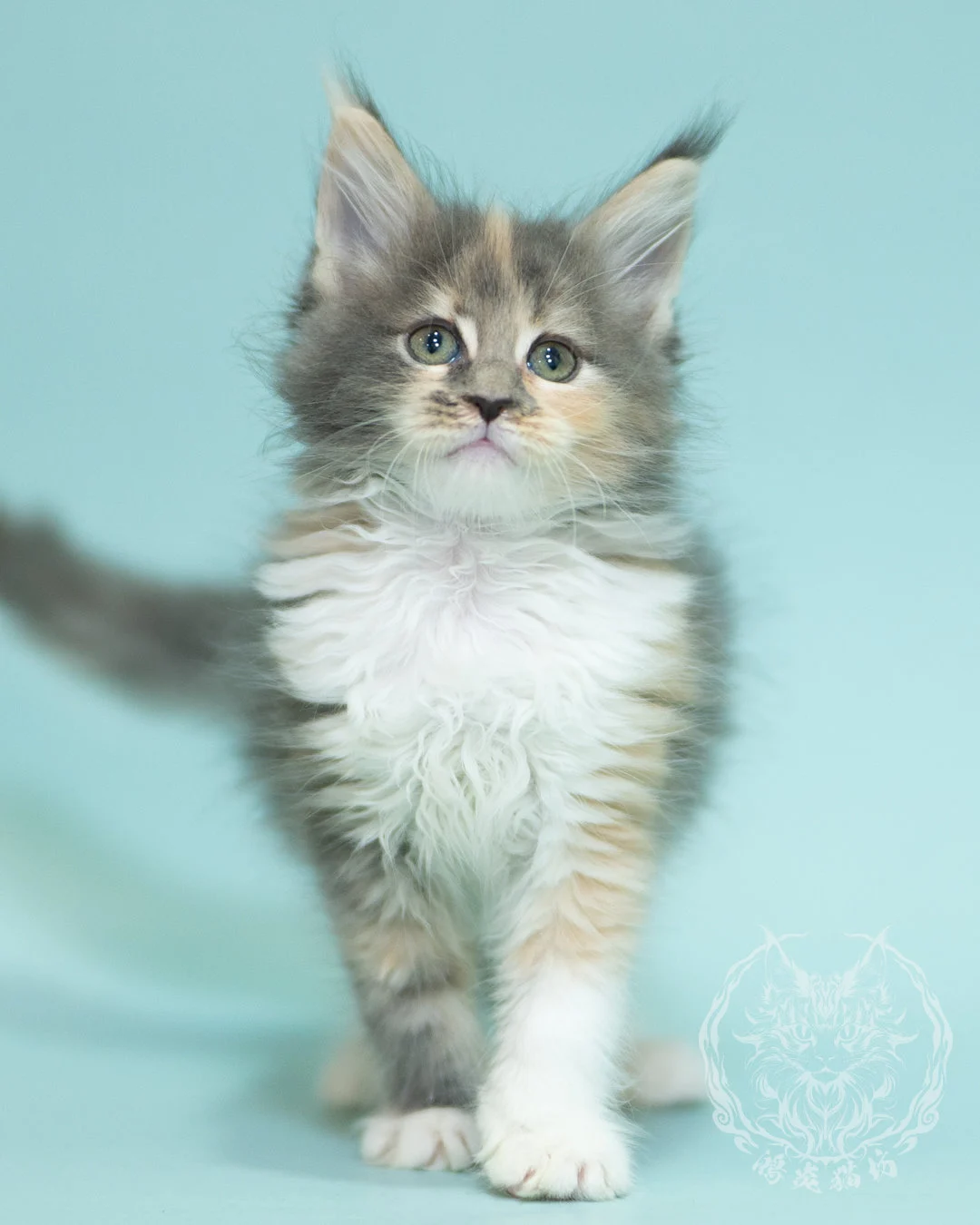 藍乳玳帽緬因貓 Blue Cream Tortie Maine Coon 2months Sidepose 11