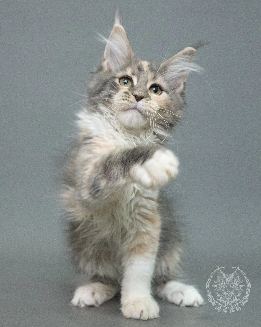 藍乳玳帽緬因貓 Blue Cream Tortie Maine Coon 3months Closeup 7
