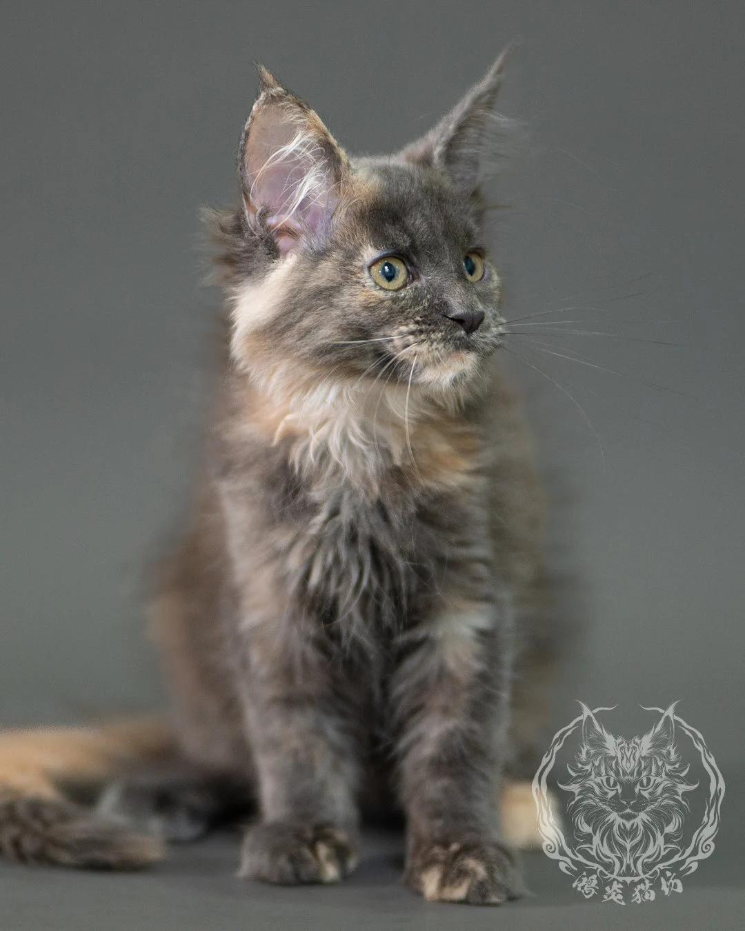 藍乳玳帽緬因貓 Blue Cream Calico Maine Coon 2months Closeup 8