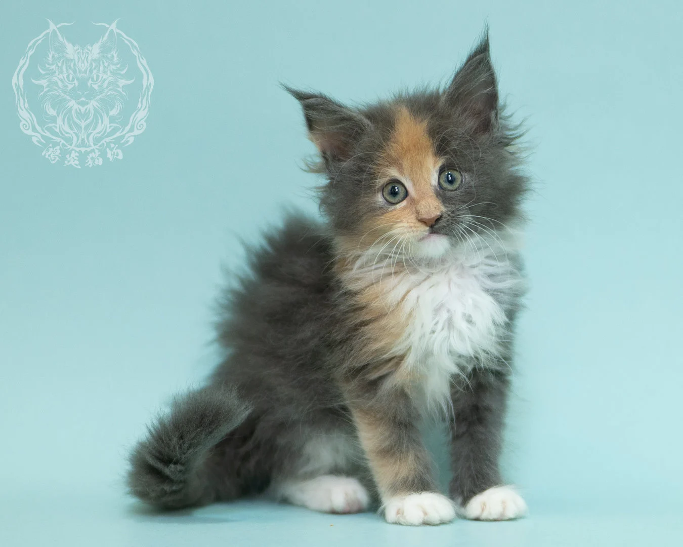 藍乳玳帽緬因貓 Blue Cream Tortie Maine Coon 2months Sidepose 11