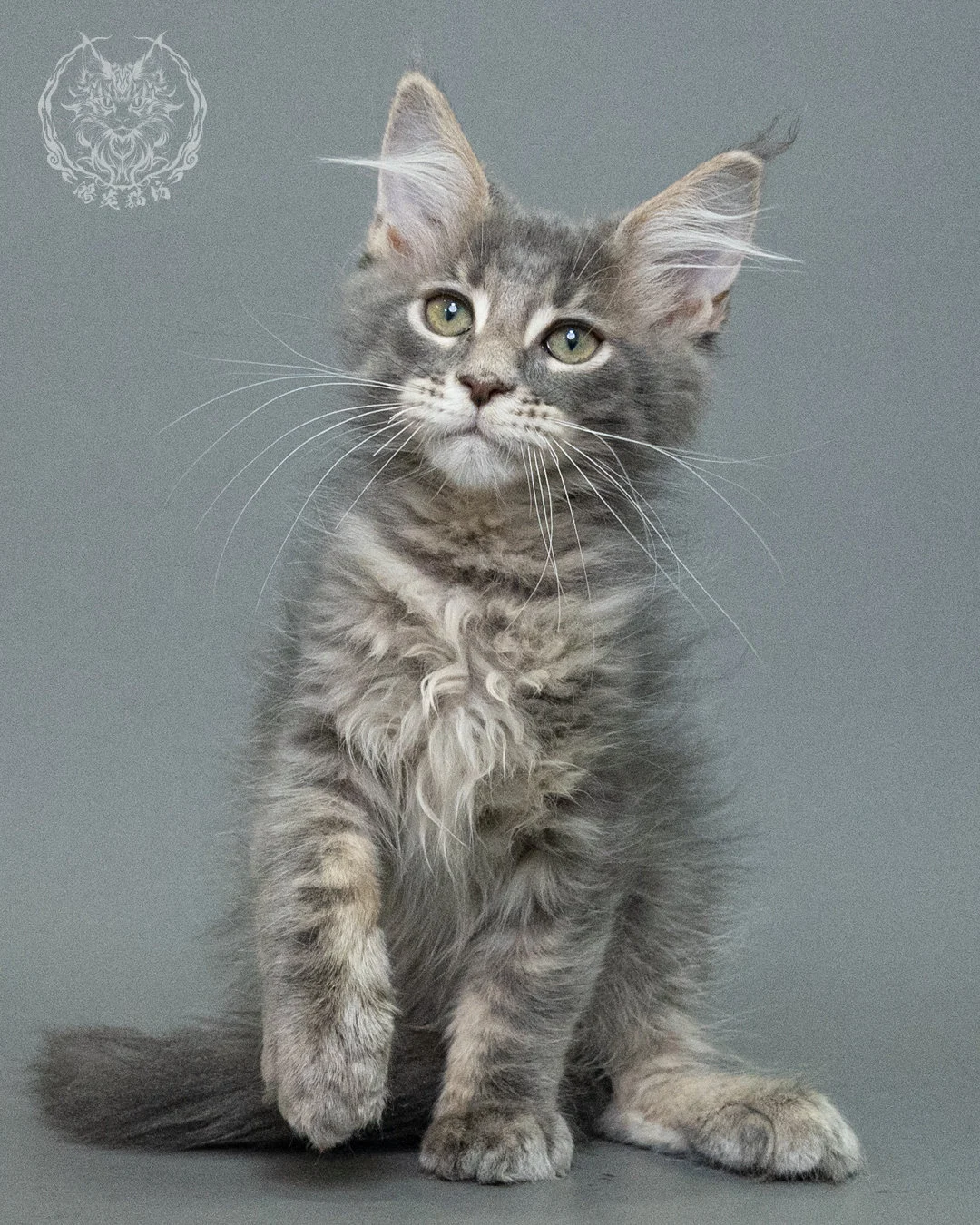 藍虎斑緬因貓 Blue Tabby Maine Coon 3months Closeup 5