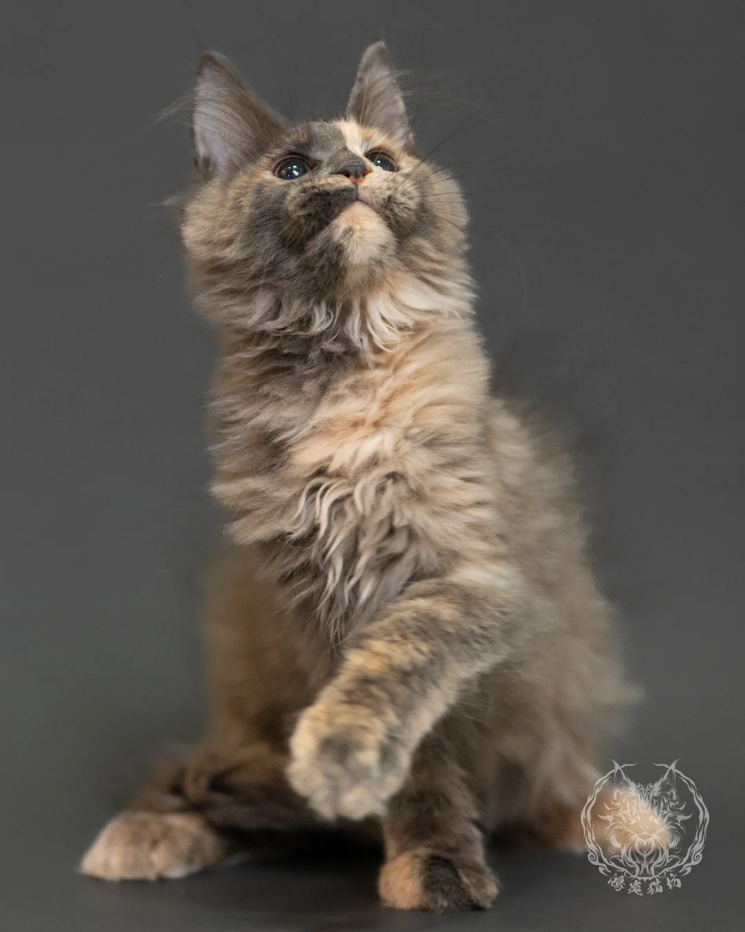 藍乳玳帽緬因貓 Blue Cream Tortie Maine Coon 3months Record 2