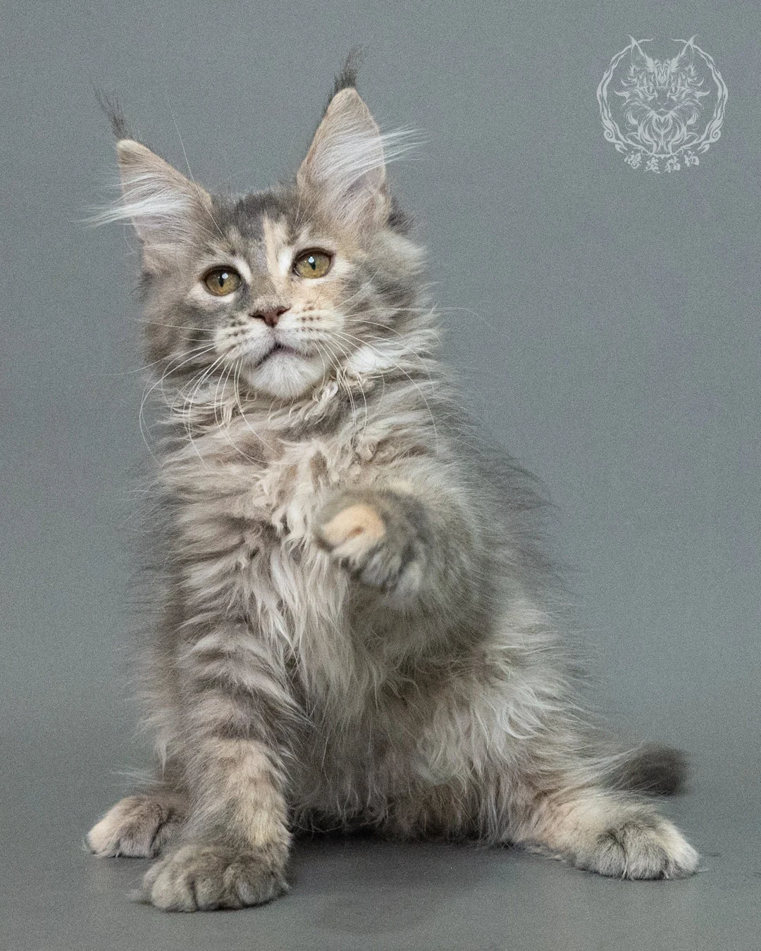 藍乳虎斑緬因貓 Blue Cream Tabby Maine Coon 3months Closeup 8