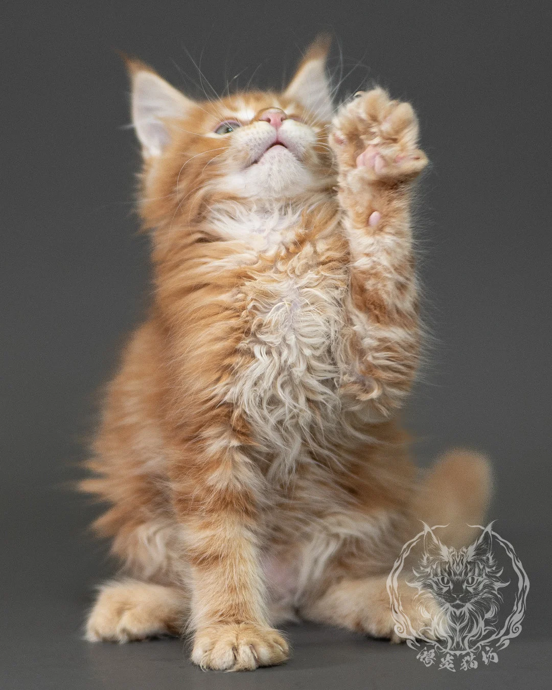 紅虎斑緬因貓 Red Tabby Maine Coon 2months Closeup 17