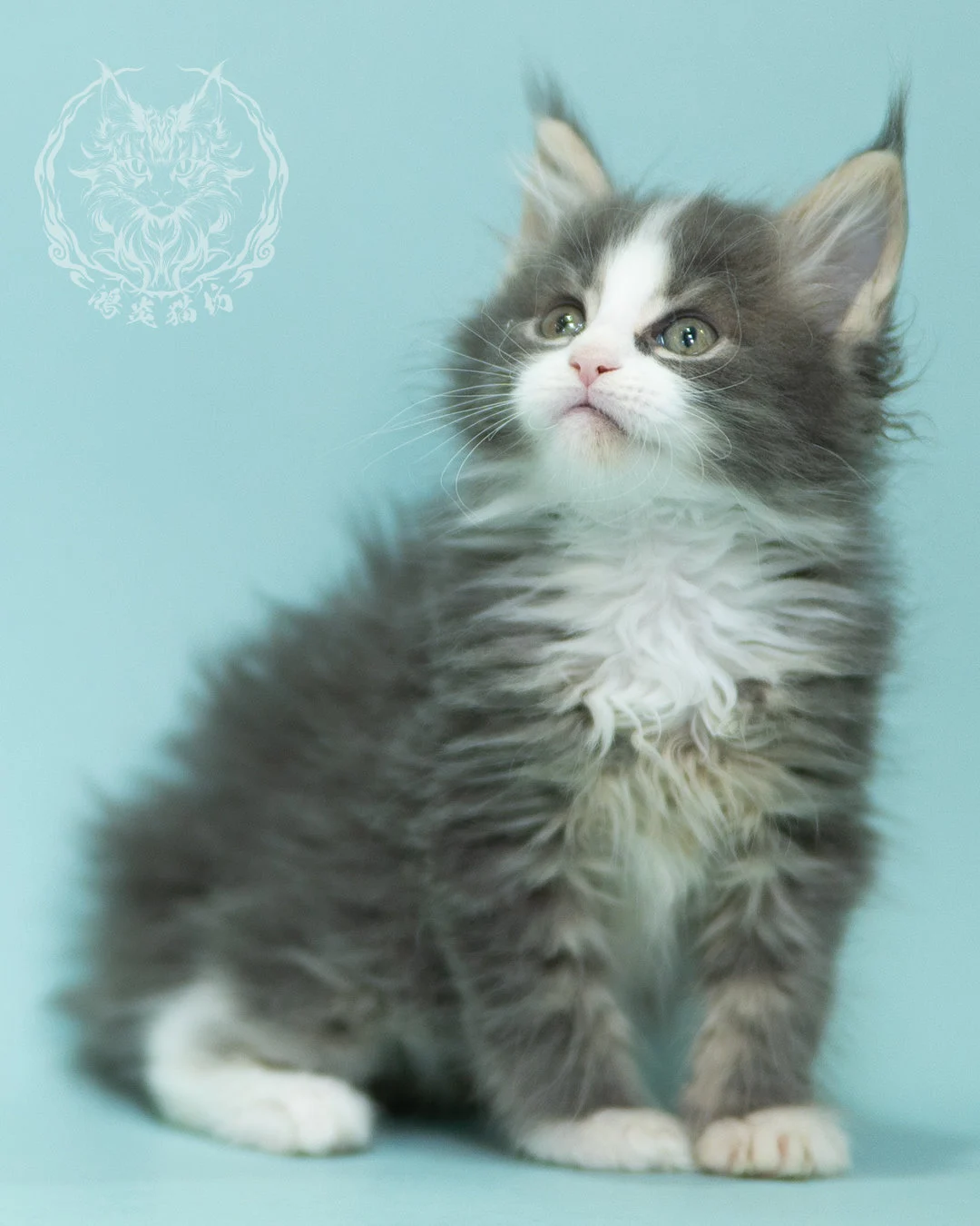 藍白賓士緬因貓 Blue Tabby Bicolor Maine Coon 2months Closeup 2
