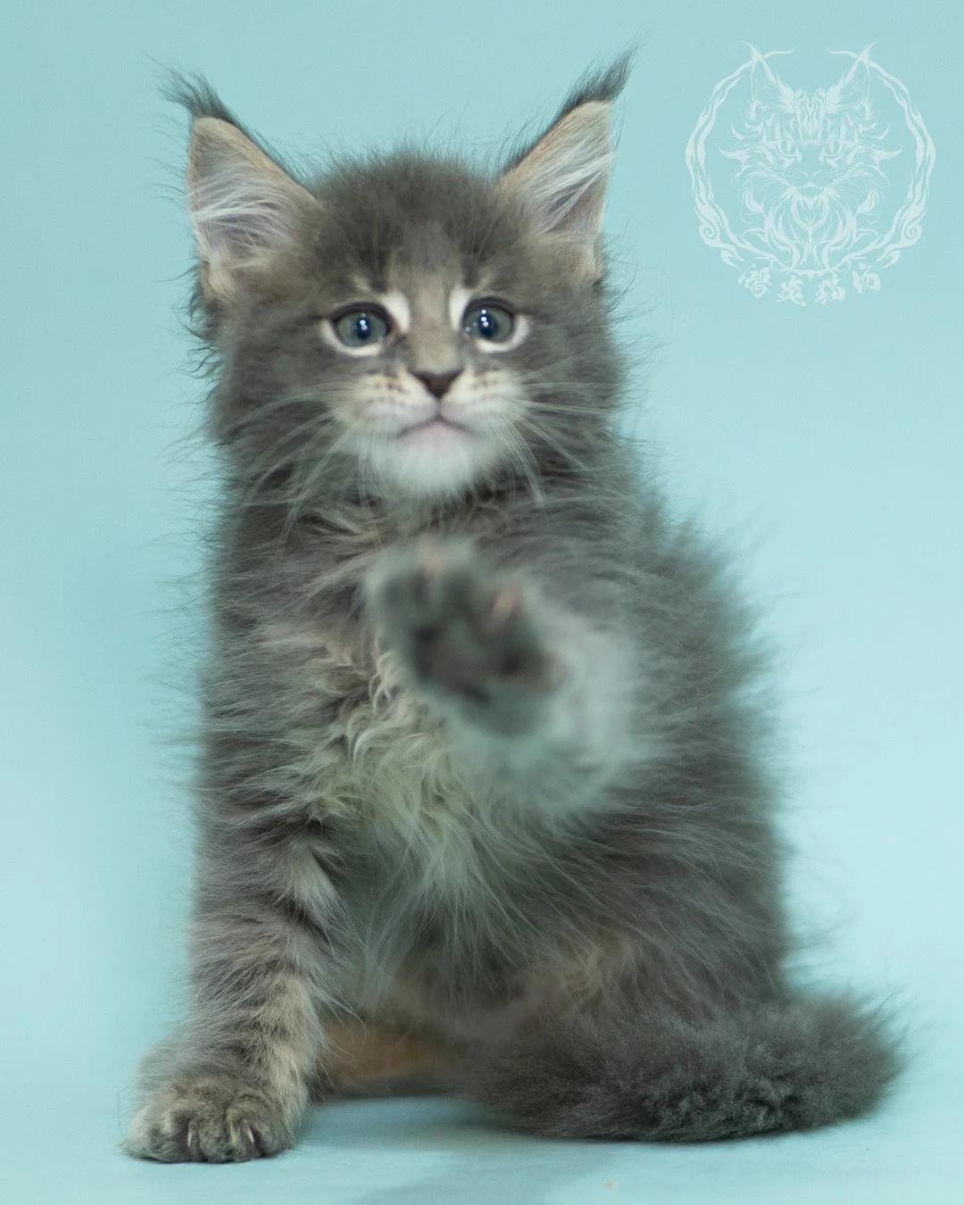 藍虎斑緬因貓 Blue Tabby Maine Coon 2months Sideview 7