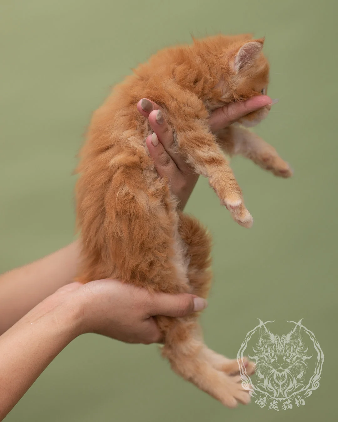 紅虎斑緬因貓 Red Tabby Maine Coon 4weeks Closeup 5