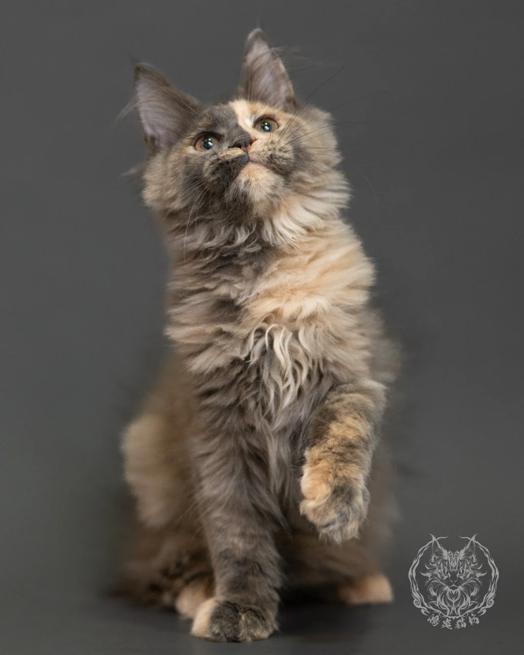 藍乳玳帽緬因貓 Blue Cream Tortie Maine Coon 3months Record 4