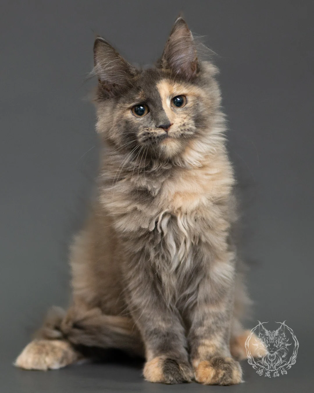 藍乳玳帽緬因貓 Blue Cream Tortie Maine Coon 3months Record 3