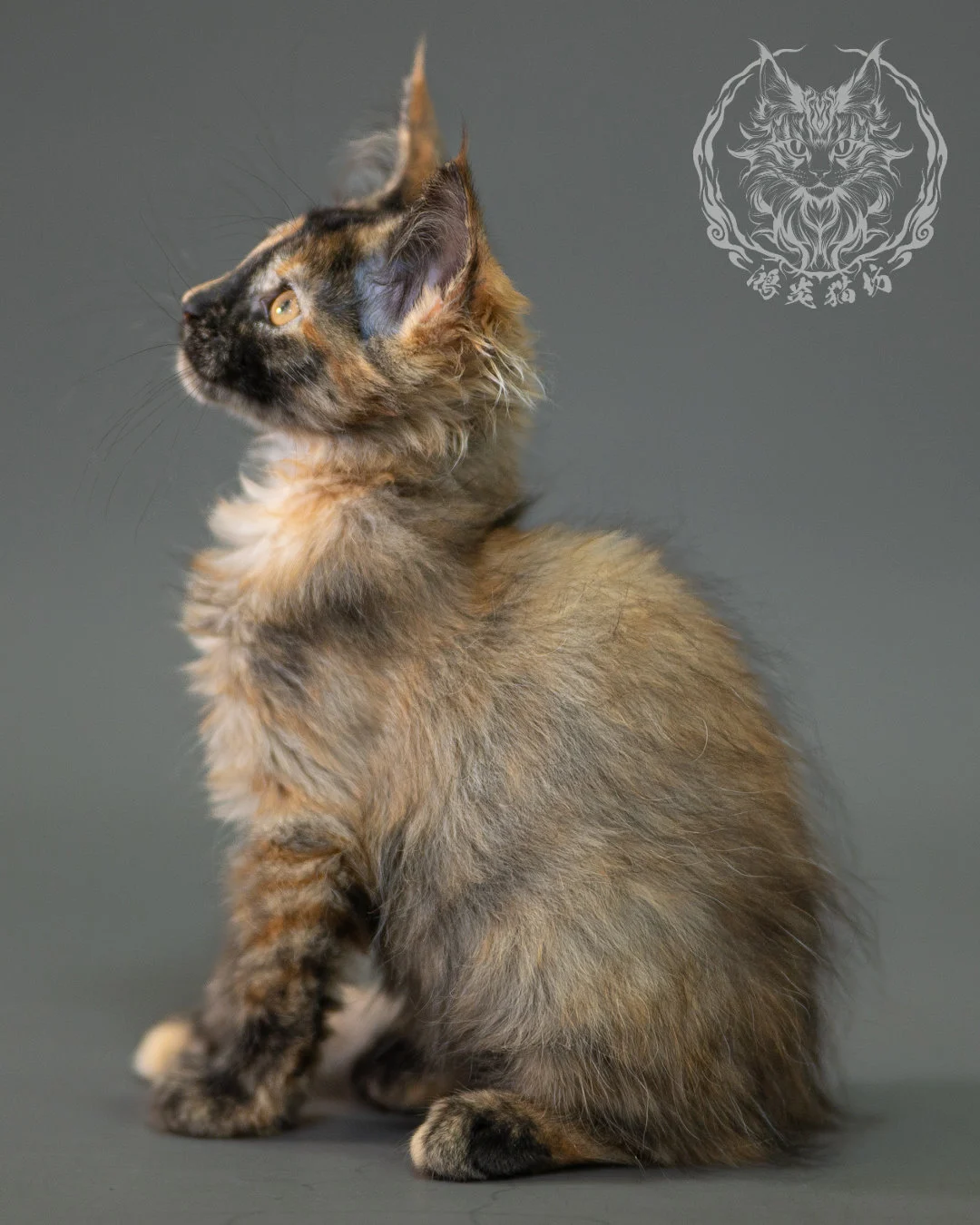 黑煙玳帽緬因貓 Black Smoke Tortie Maine Coon 2months Closeup 17