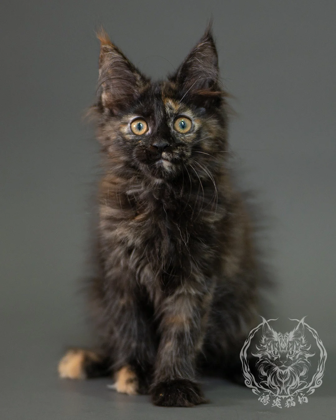 黑玳帽緬因貓 Black Tortoiseshell Maine Coon 2months Closeup 11