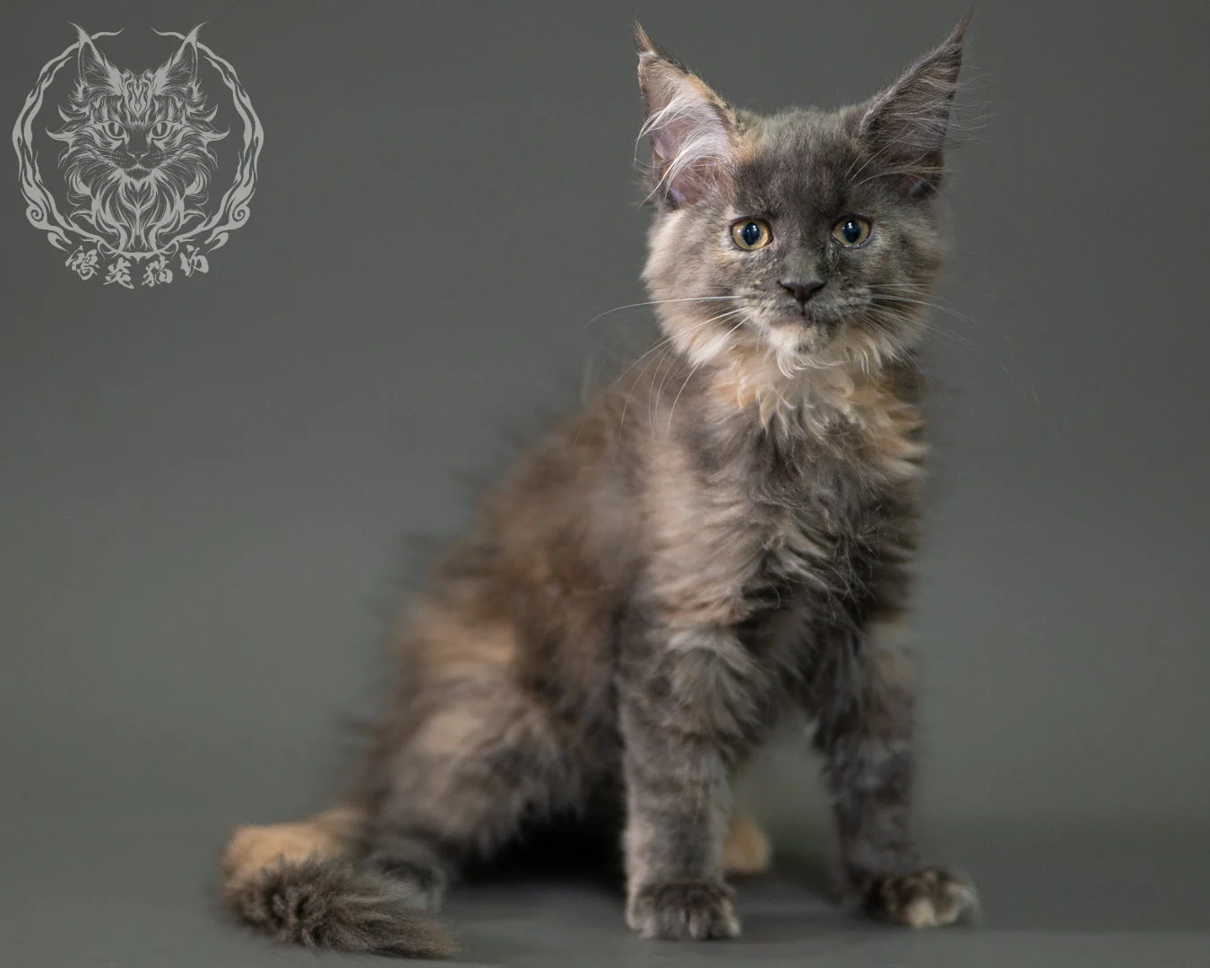 藍乳玳帽緬因貓 Blue Cream Calico Maine Coon 2months Closeup 13