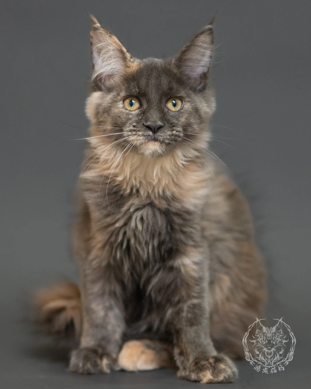 藍乳玳帽緬因貓 Blue Cream Tortie Maine Coon 3months Record 9