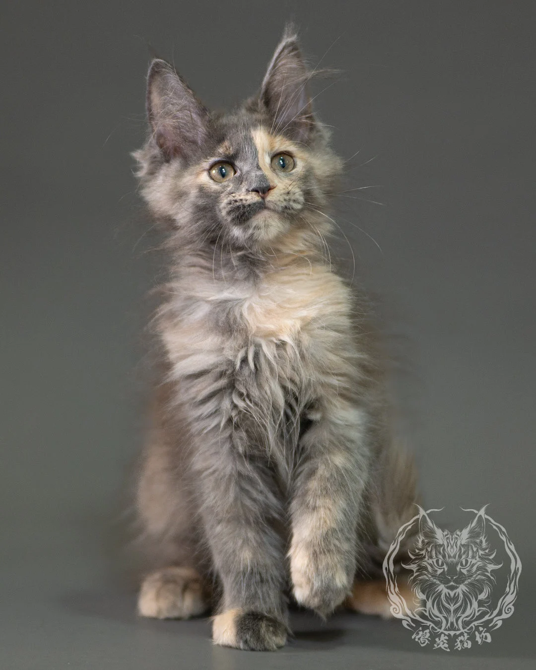 藍乳玳帽緬因貓 Blue Cream Calico Maine Coon 2months Closeup 10