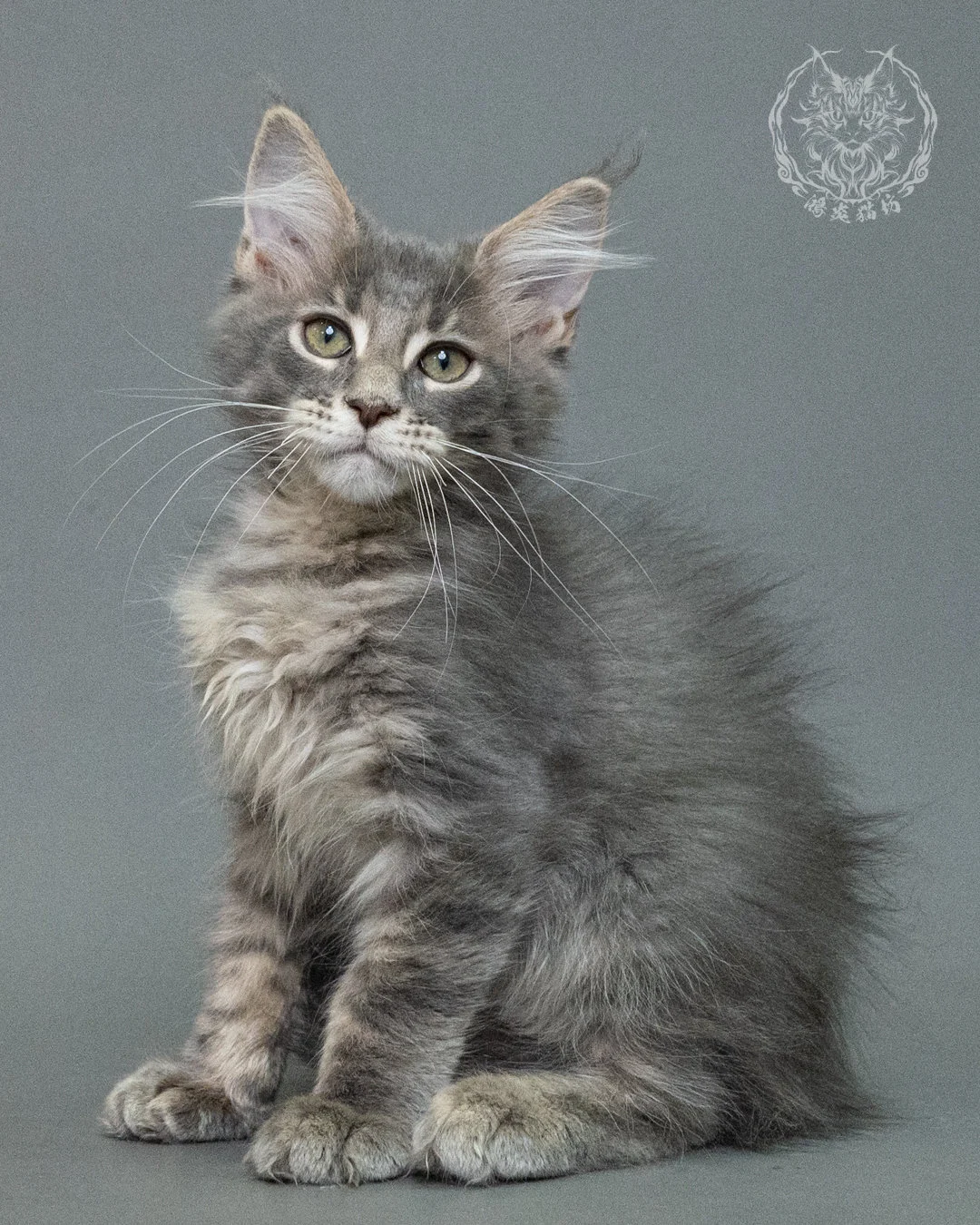 藍虎斑緬因貓 Blue Tabby Maine Coon 3months Closeup 10