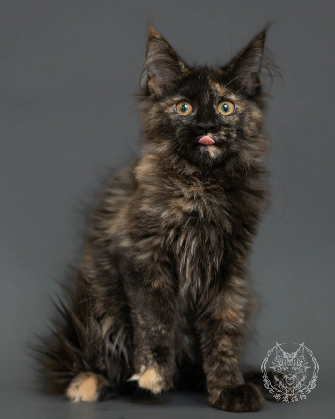 黑玳帽緬因貓 Tortoiseshell Maine Coon 3months Front 16