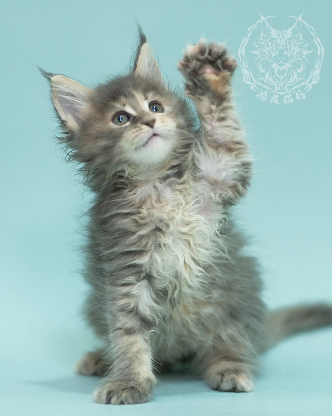 藍乳虎斑緬因貓 Blue Cream Tabby Maine Coon 2months Reachout 5
