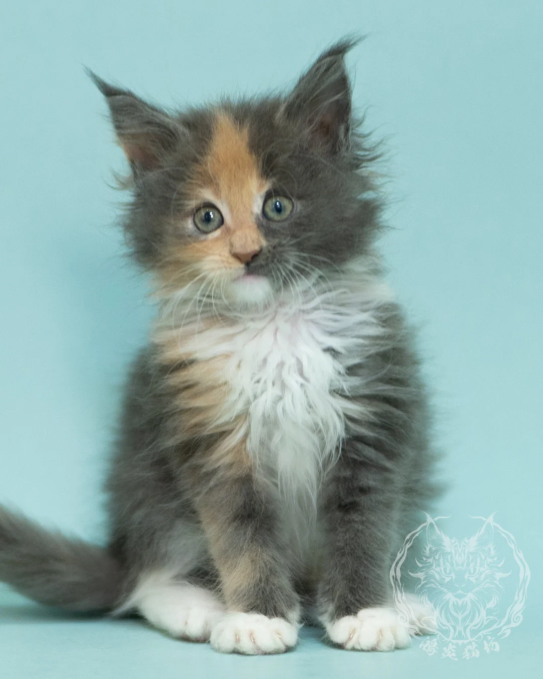 藍乳玳帽緬因貓 Blue Cream Tortie Maine Coon 2months Sidepose 7