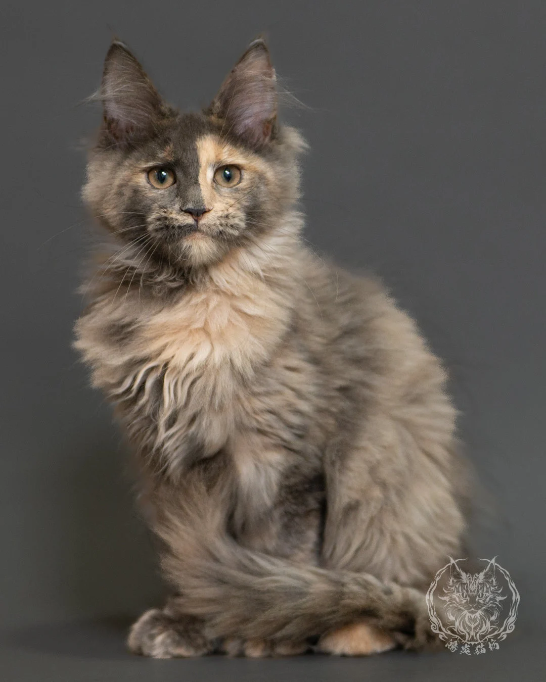藍乳玳帽緬因貓 Blue Cream Tortie Maine Coon 3months Record 15