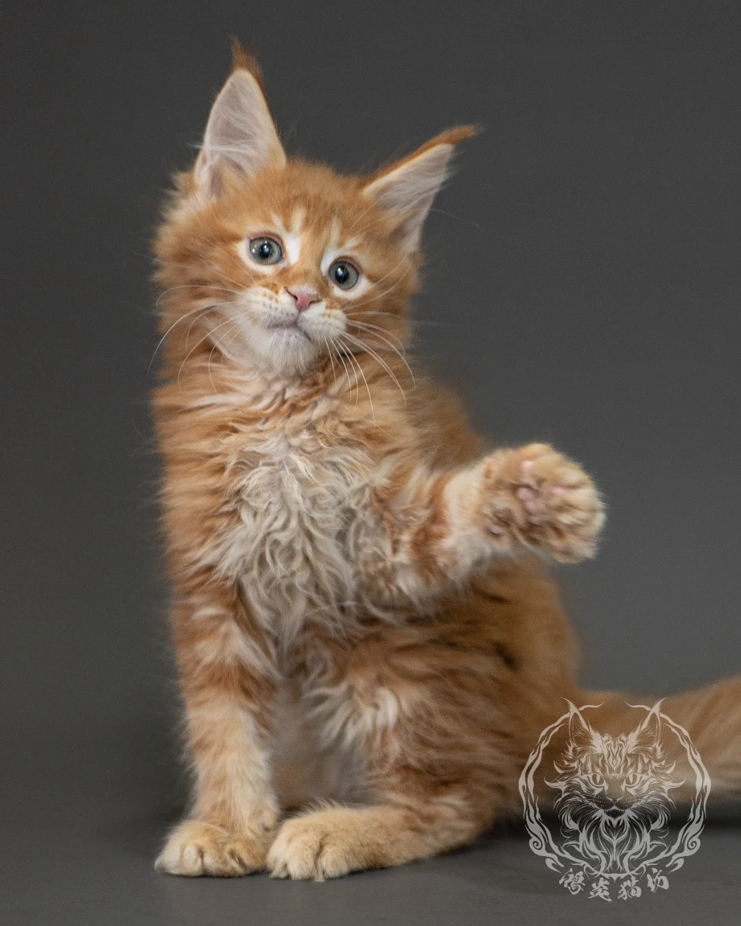 紅虎斑緬因貓 Red Tabby Maine Coon 2months Closeup 12