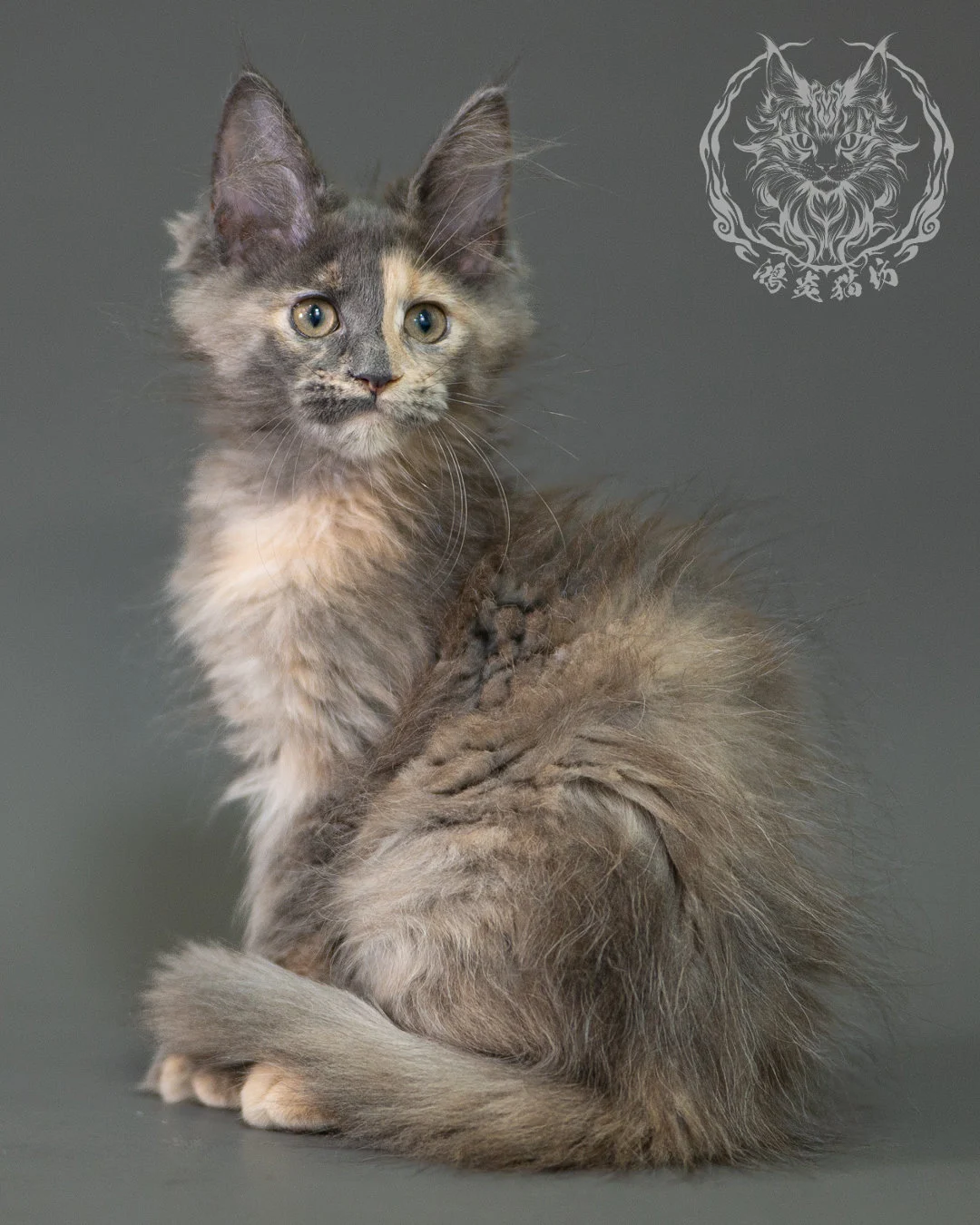 藍乳玳帽緬因貓 Blue Cream Calico Maine Coon 2months Closeup 12