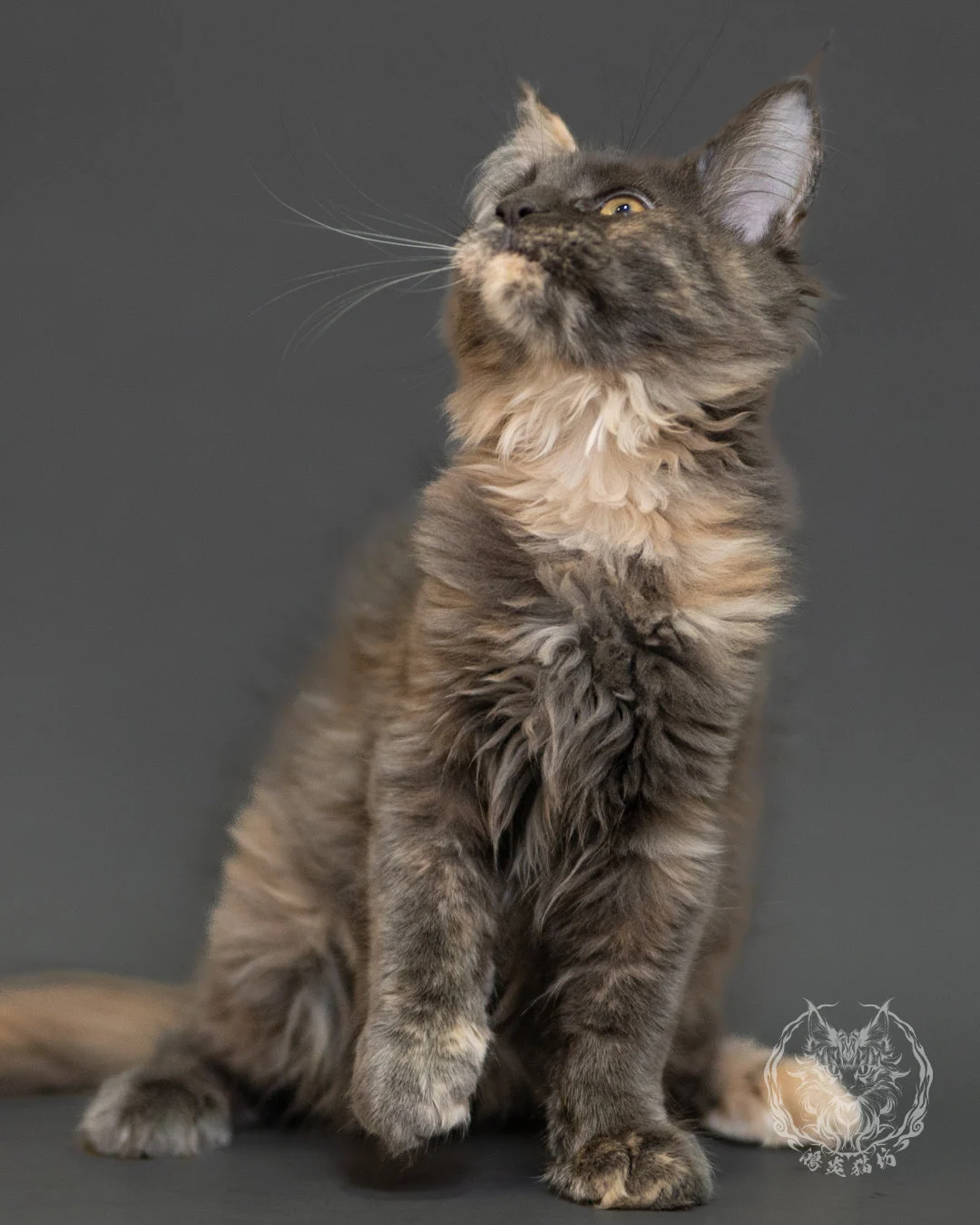 藍乳玳帽緬因貓 Blue Cream Tortie Maine Coon 3months Record 5