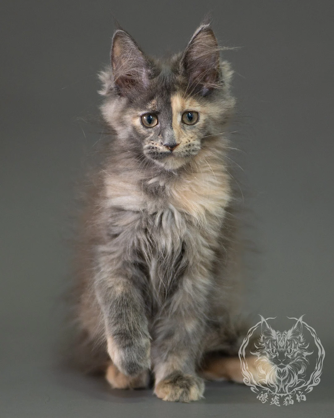 藍乳玳帽緬因貓 Blue Cream Calico Maine Coon 2months Closeup 6