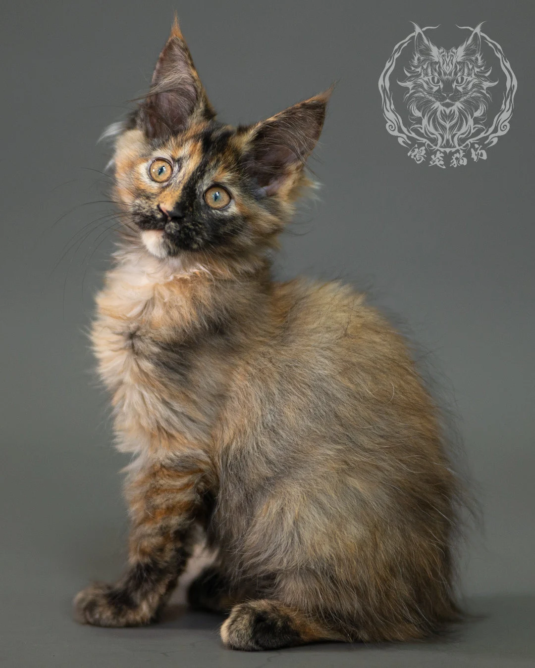 黑煙玳帽緬因貓 Black Smoke Tortie Maine Coon 2months Closeup 18